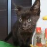 黒猫2ヶ月健康状態良好！ サムネイル6