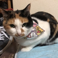 チャチャ