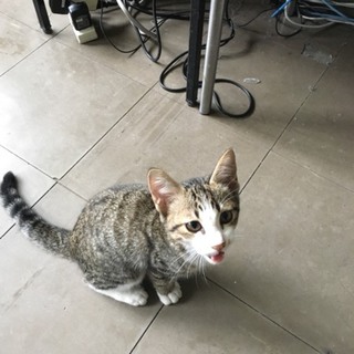 生きる為に声が枯れるまで鳴いて訴えた仔猫に愛の手を