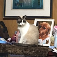 幸宗