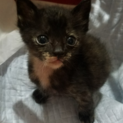 甘えたなサビちゃん