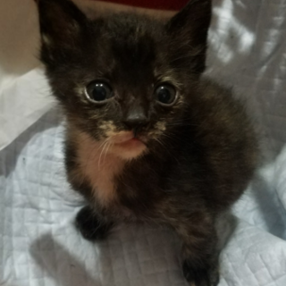 甘えたなサビちゃん