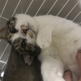 ブラッシング大好き！モフモフ「栗之助」推定5歳