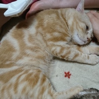 順平