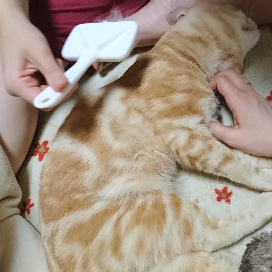 順平のカバー写真