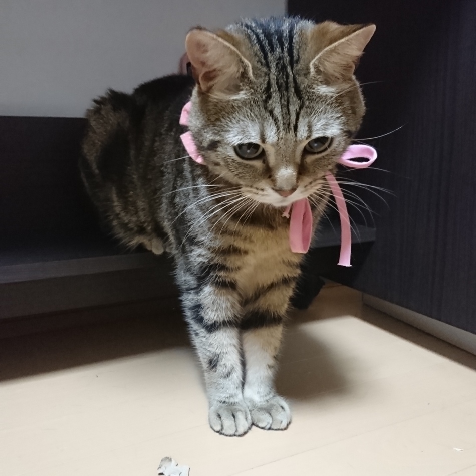 杏斗(はると)のカバー写真