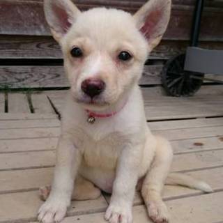 お転婆娘つゆちゃん