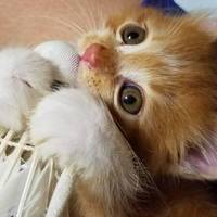 ねこ