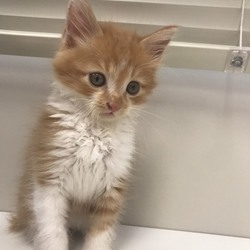 元気な子猫