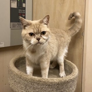 スコティッシュフォールド