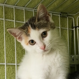 ♬強い生命力・ミラクル《美ら》ちゃん♬