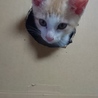 里親さんが決まりました。ありがとうございました。 サムネイル7