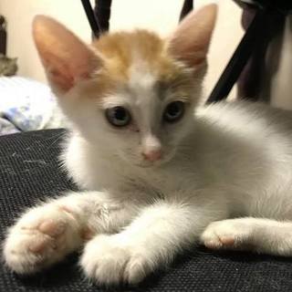 グリム童話の森からやってきた夢子ちゃん
