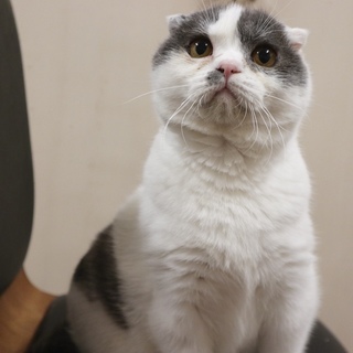 スコティッシュフォールド