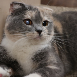 スコティッシュフォールド