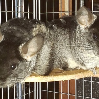 【募集一時休止】小動物チンチラ0歳♀