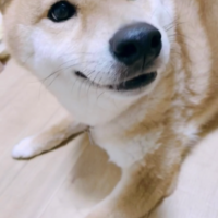 虎徹