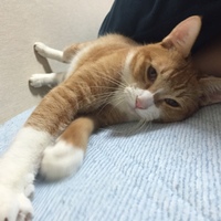 きなこ