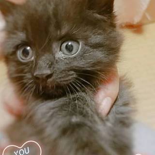 珍しい黒長毛の兄弟 ☆ふわっふわの甘えん坊☆