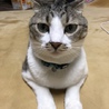 ゆめぴりか
