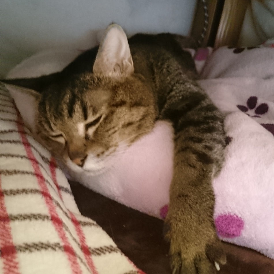 トランクスのカバー写真