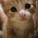 無事に里親様が見つかりました