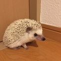 ハリネズミ