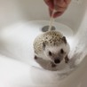 ハリネズミ サムネイル2