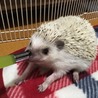 ハリネズミ サムネイル3