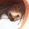 ハリネズミ サムネイル4