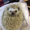 ハリネズミ サムネイル5