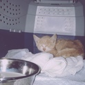 茶白の仔猫。