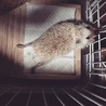 ハリネズミ サムネイル6