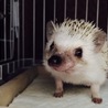 ハリネズミ サムネイル7