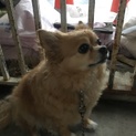 迷い犬