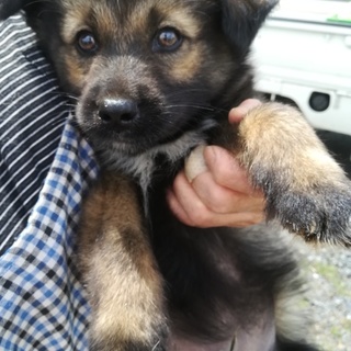 可愛い仔犬１