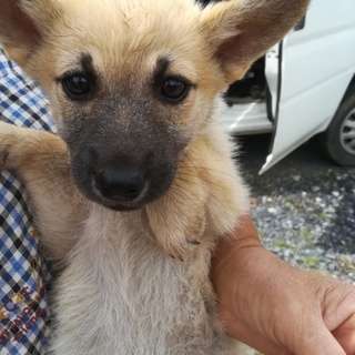 コーギー風の可愛い仔犬２