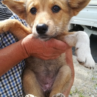 胴長短足の可愛い仔犬３