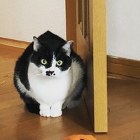 ハル