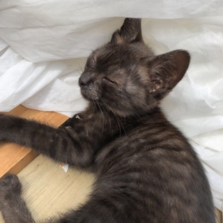 迷い子猫を保護！里親募集  茶トラ