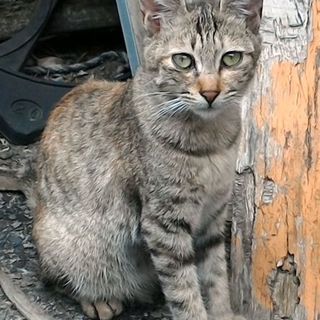 昨年の秋口に生まれたキジ猫ちゃん。