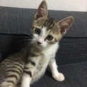 可愛すぎるマンチカンの子猫