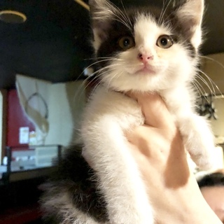 ふわふわころころメンズ