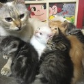 子猫の里親募集！
