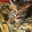ふわふわぬいぐるみネコ