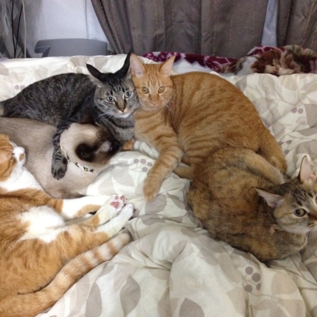 チャトラ家のカバー写真