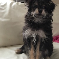 ティニー