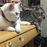 トトタイ