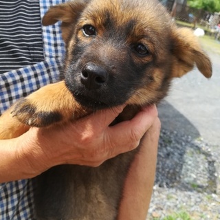 可愛い仔犬４