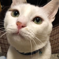 ハヤト